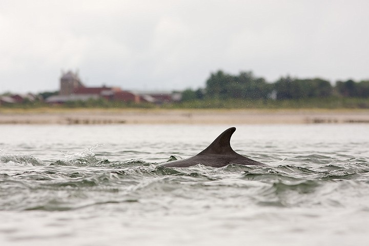 Groe Tmmler Tursiops truncatus Bottlenose dolphin